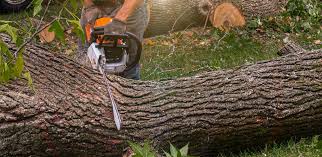 Why Choose Our Tree Removal Services in Tanaina, AK?