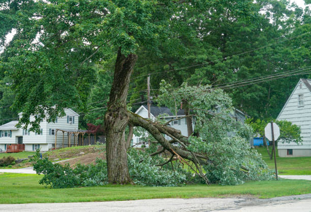 Professional Tree Services in Tanaina, AK